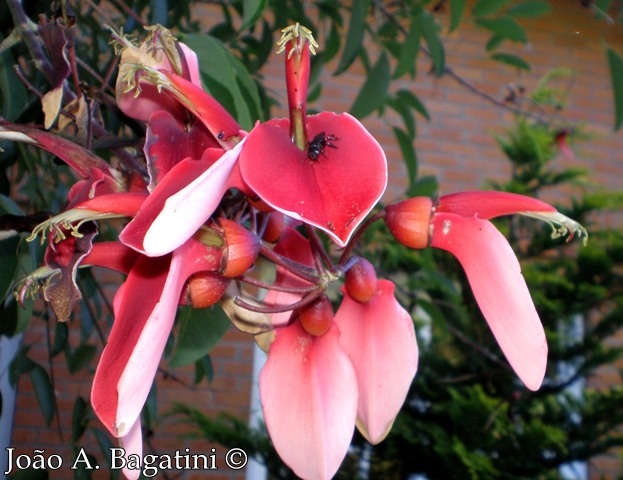 Erythrina cristagalli