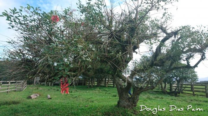 Erythrina cristagalli