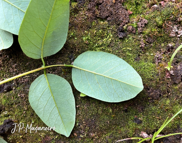 Erythrina cristagalli