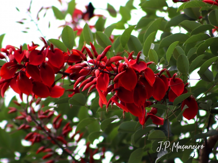 Erythrina cristagalli