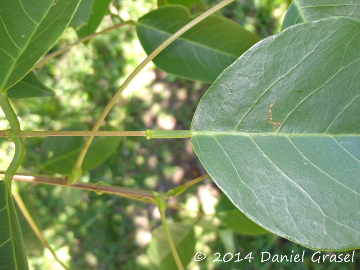 Erythrina cristagalli