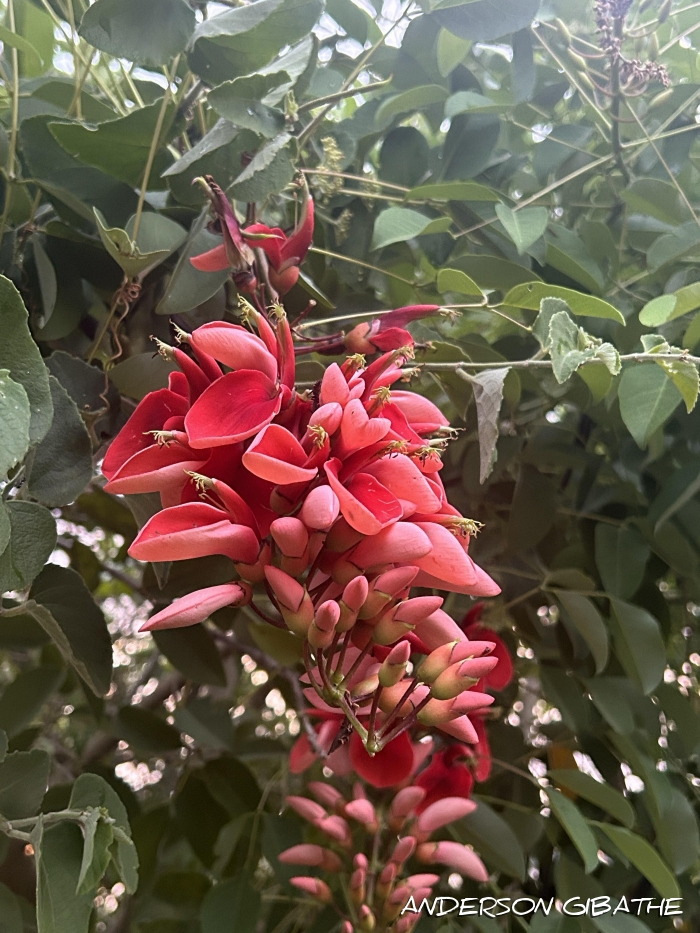 Erythrina cristagalli
