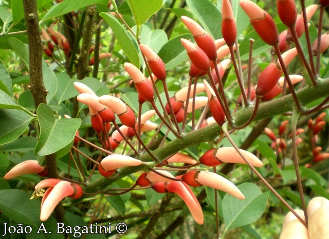 Erythrina cristagalli