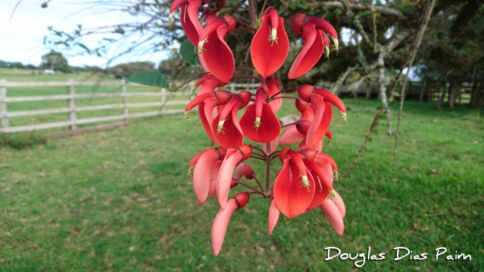 Erythrina cristagalli