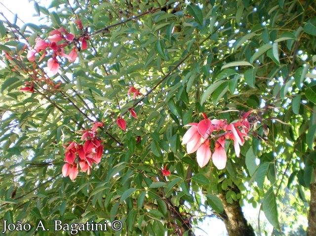 Erythrina cristagalli