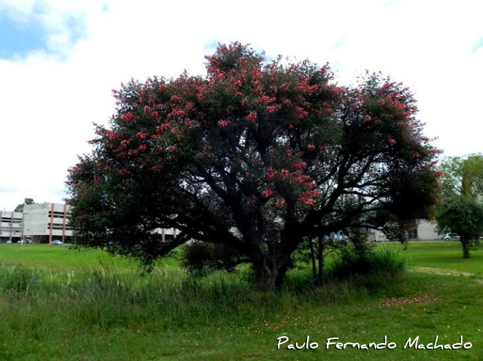 Erythrina cristagalli