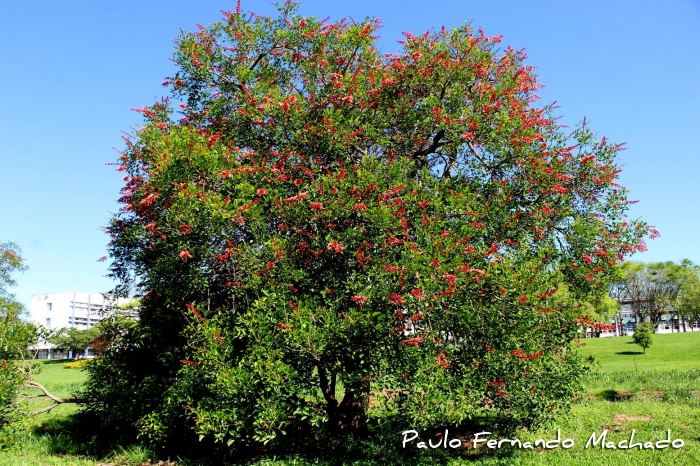 Erythrina cristagalli