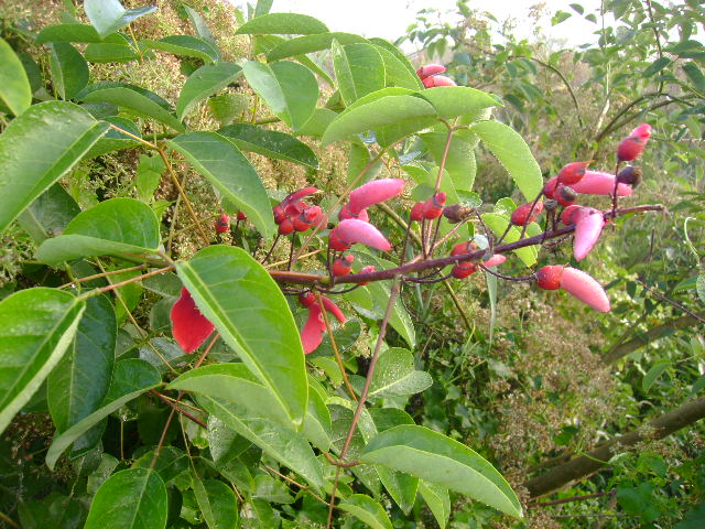 Erythrina cristagalli