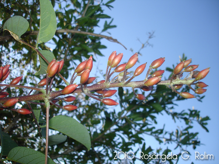 Erythrina cristagalli