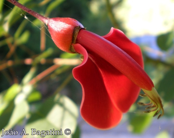 Erythrina cristagalli