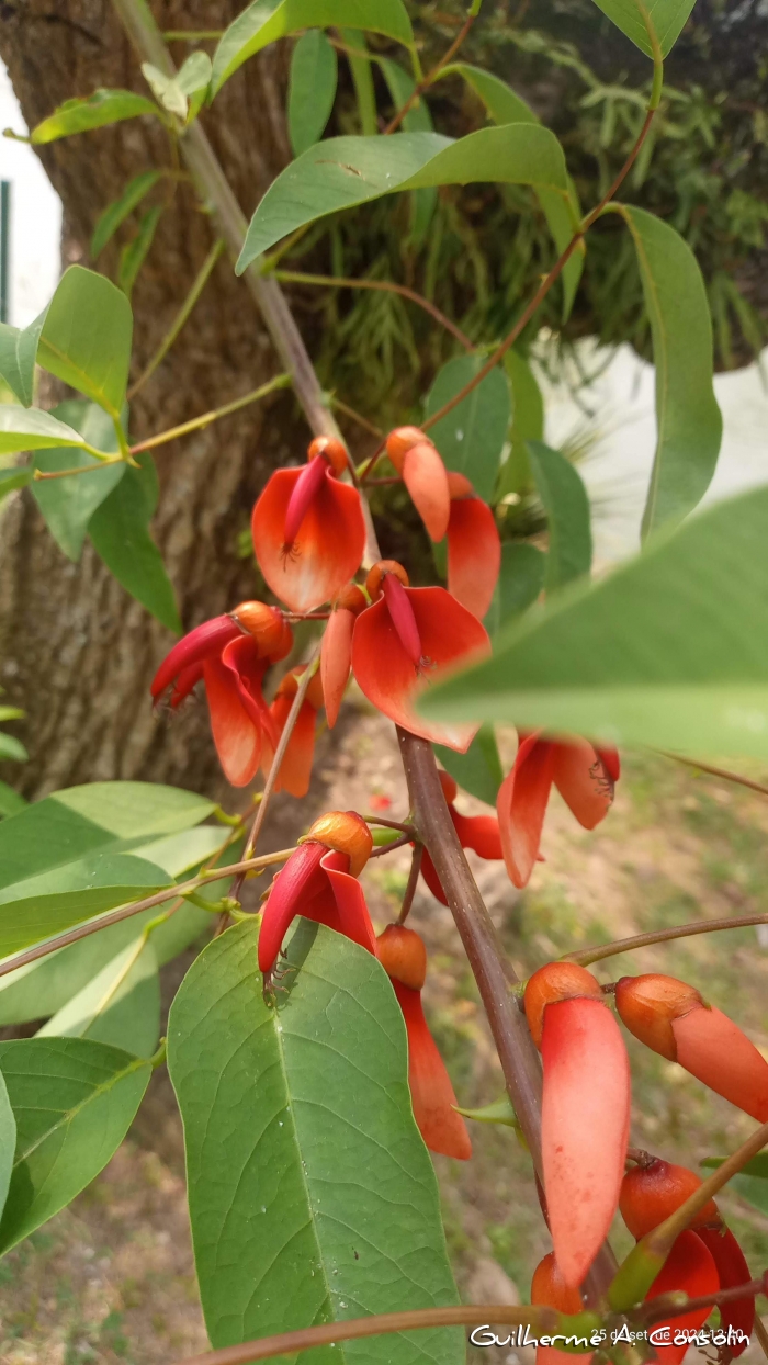 Erythrina cristagalli