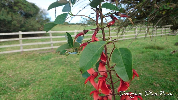 Erythrina cristagalli