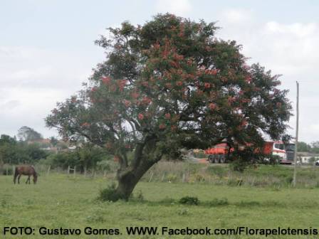 Erythrina cristagalli