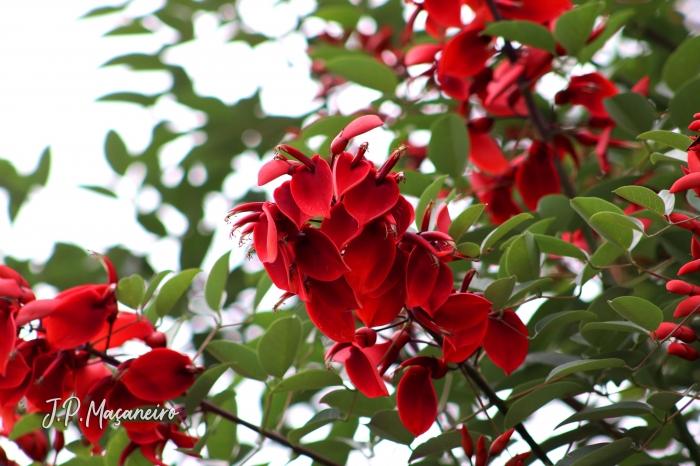 Erythrina cristagalli