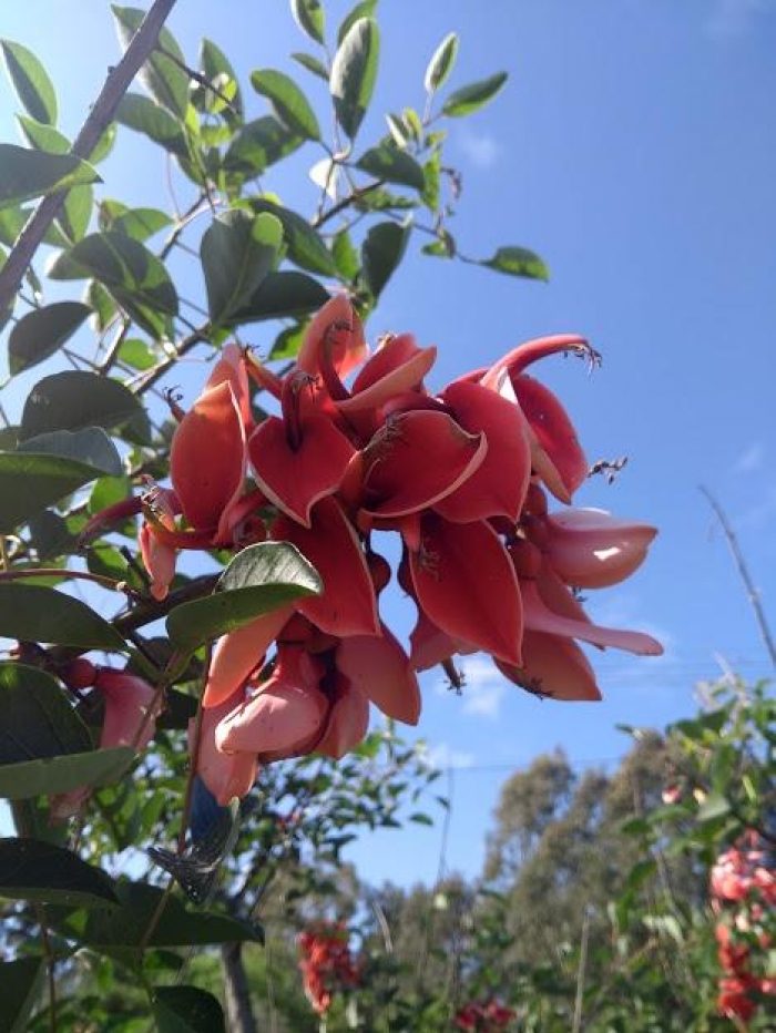 Erythrina cristagalli