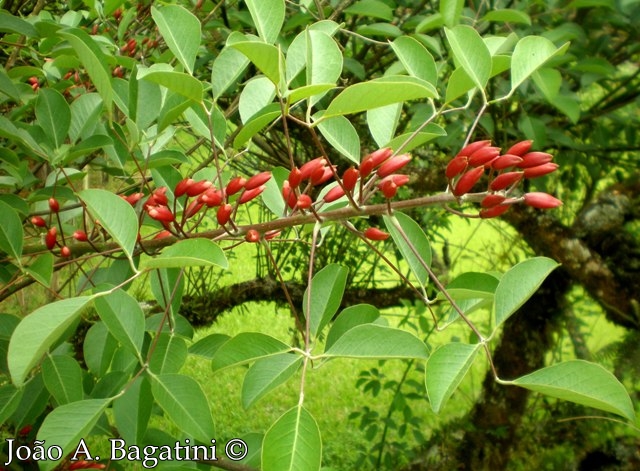 Erythrina cristagalli