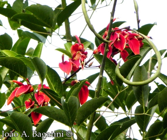 Erythrina cristagalli