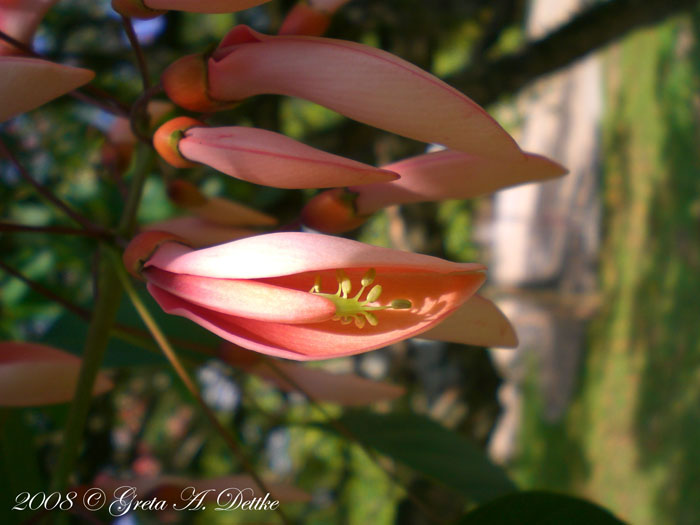 Erythrina cristagalli