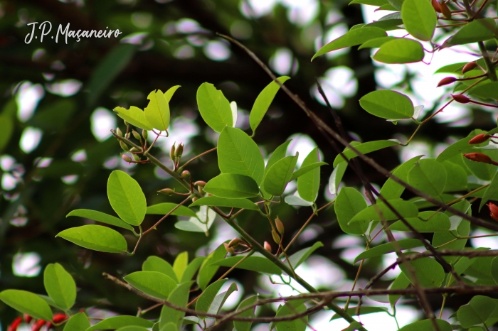 Erythrina cristagalli