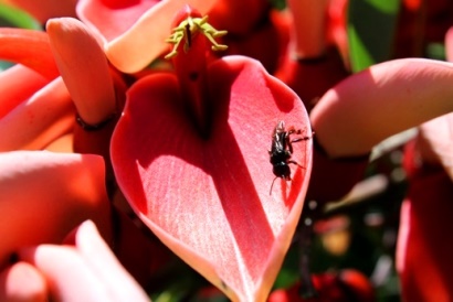 Erythrina cristagalli