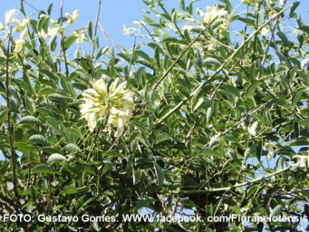 Erythrina cristagalli