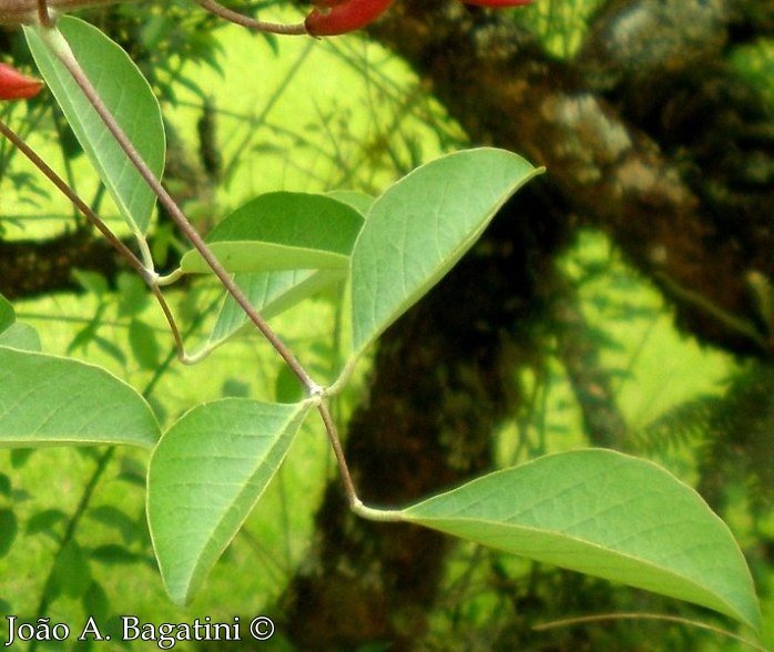 Erythrina cristagalli