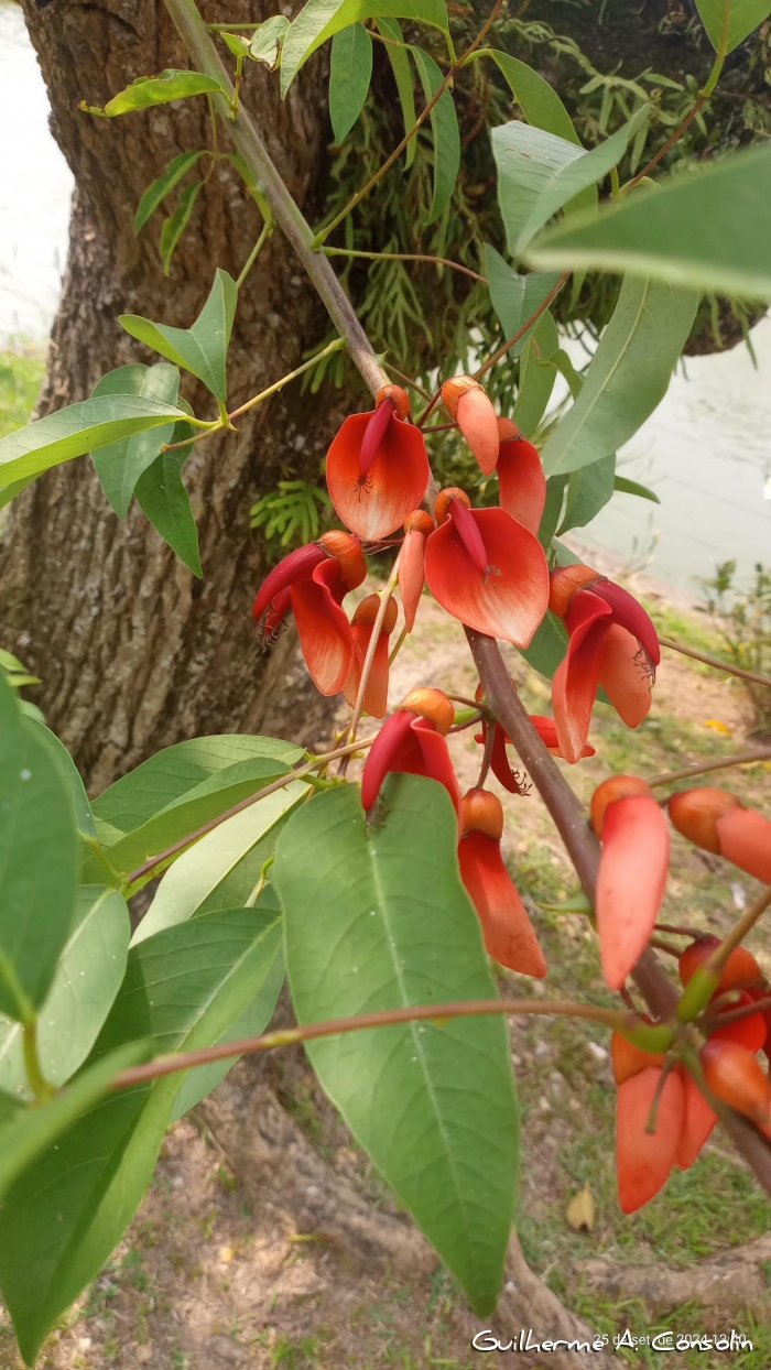 Erythrina cristagalli