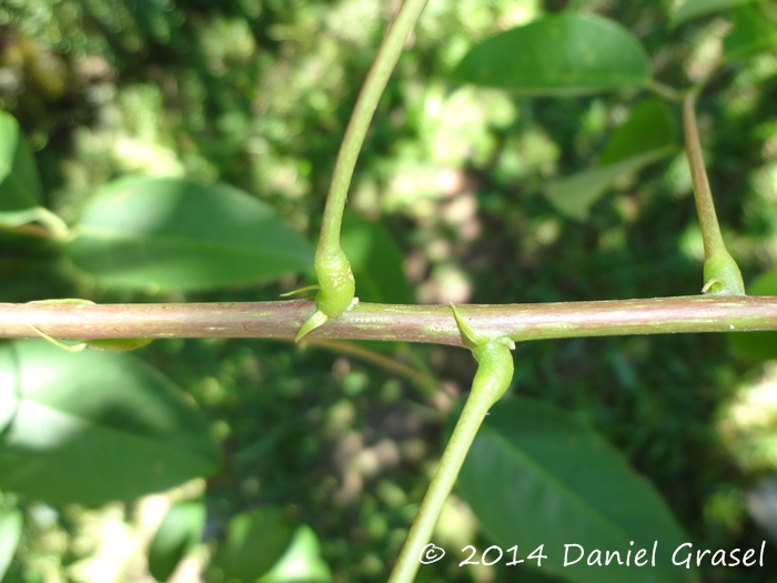 Erythrina cristagalli