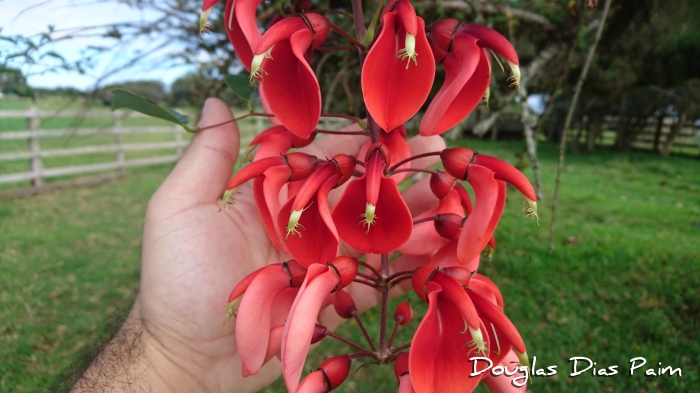 Erythrina cristagalli