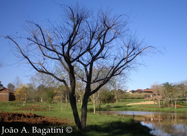 Erythrina cristagalli