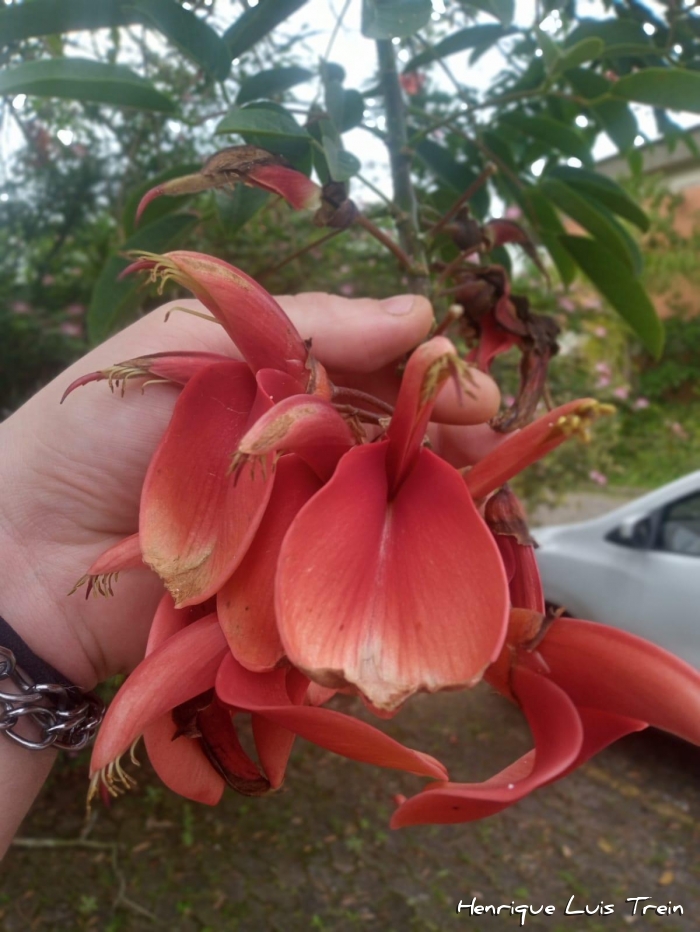 Erythrina cristagalli