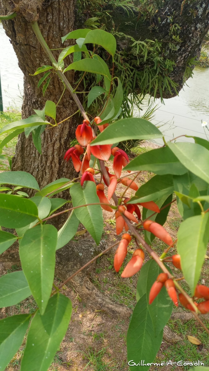 Erythrina cristagalli