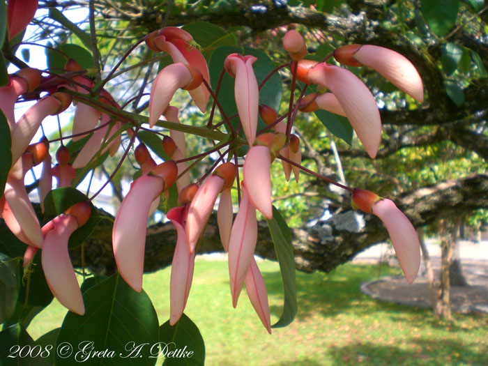 Erythrina cristagalli