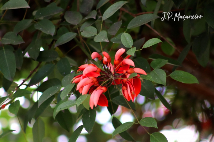 Erythrina cristagalli