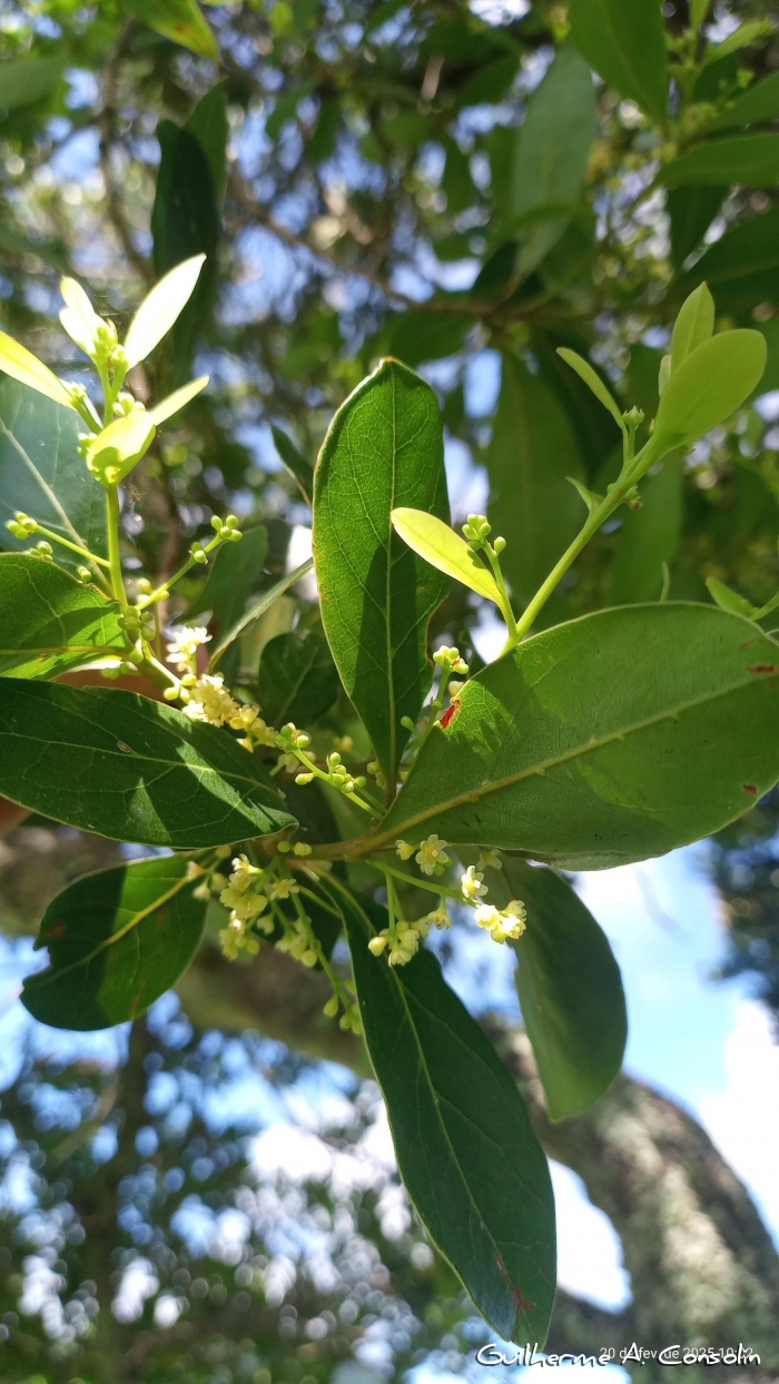 Ocotea pulchella