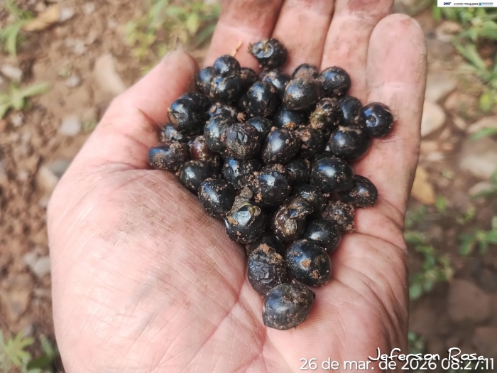 Ocotea pulchella