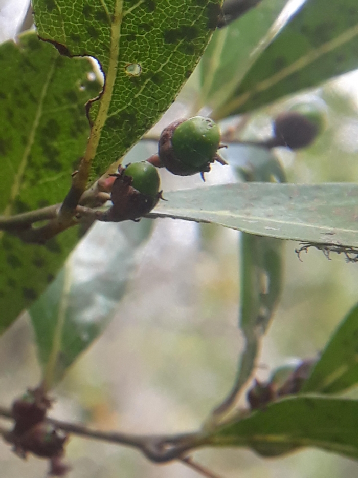 Ocotea pulchella