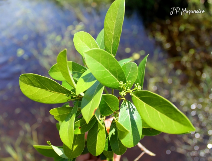 Ocotea pulchella