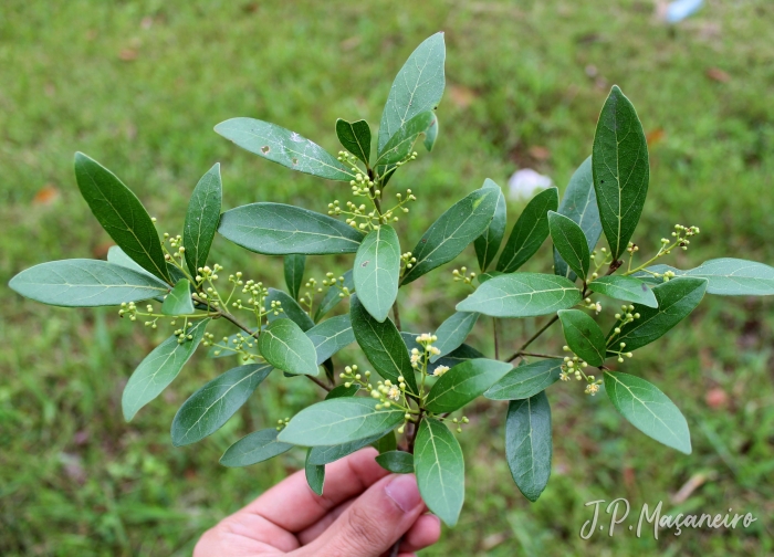 Ocotea pulchella