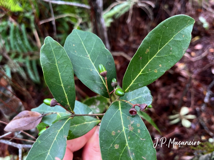 Ocotea pulchella