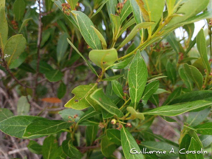 Ocotea pulchella