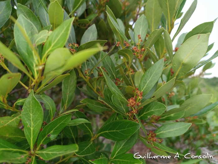 Ocotea pulchella