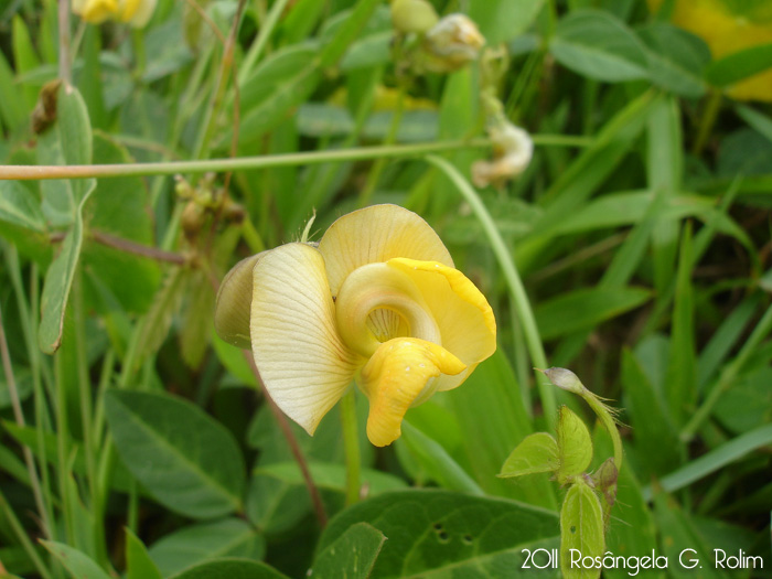 Vigna longifolia