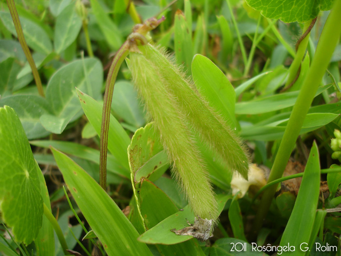 Vigna longifolia