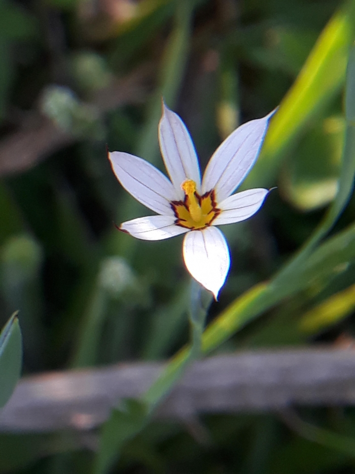 Sisyrinchium sellowianum