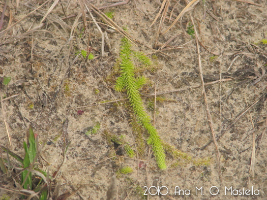 Lycopodiella alopecuroides
