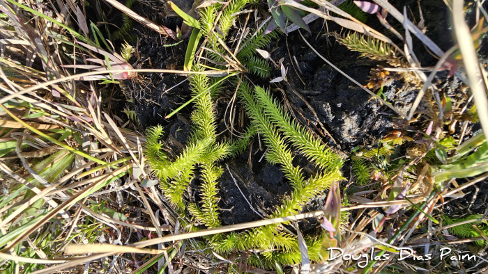 Lycopodiella alopecuroides