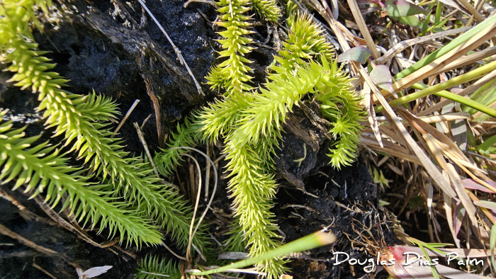 Lycopodiella alopecuroides