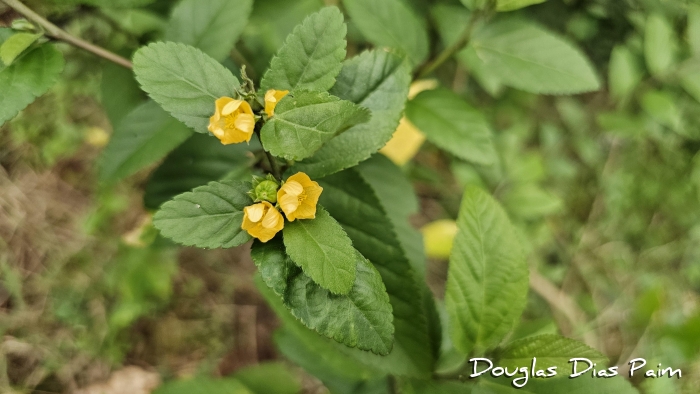 Sida rhombifolia