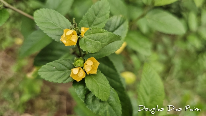 Sida rhombifolia